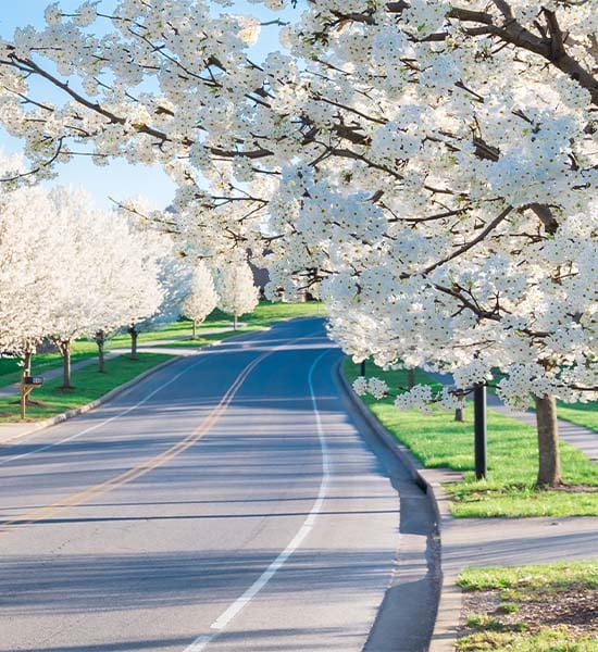 beautiful street road with white cherry blossoms tree
